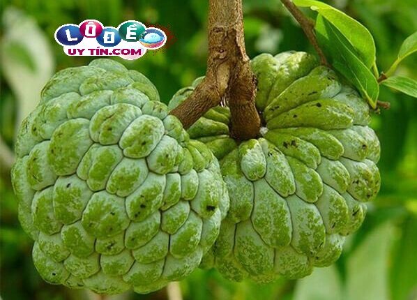 Mơ thấy quả na có điềm báo gì