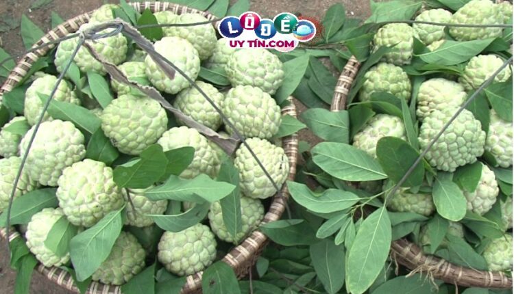 Mơ thấy quả na có điềm báo gì đánh con số mấy