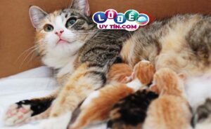 Mơ thấy mèo đẻ là điềm xấu hay tốt, đánh con gì?