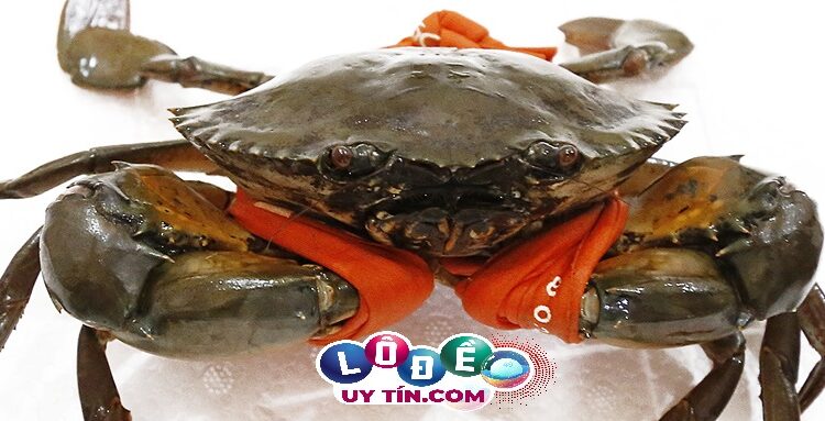 Nằm mơ thấy cua đánh con gì? Ý nghĩa chiêm bao thấy con cua 3 Nằm mơ thấy cua đánh con gì? Ý nghĩa chiêm bao thấy con cua 2