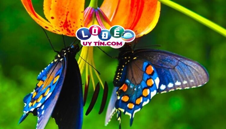 Mơ thấy bướm đánh con gì dễ trúng? Giải mã giấc mơ 3 Mơ thấy bướm đánh con gì dễ trúng? Giải mã giấc mơ 1