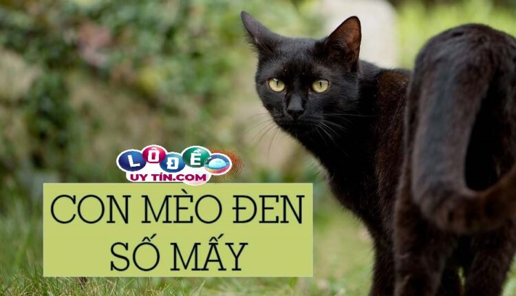 Nằm mơ thấy mèo đen đánh con gì? Là điềm báo tốt hay xấu 2 Nằm mơ thấy mèo đen đánh con gì