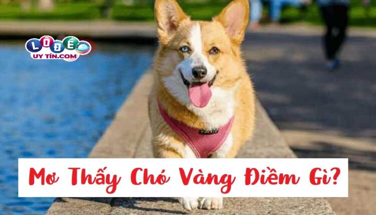 Mơ thấy chó vàng đánh con gì - điềm báo và ý nghĩa giấc mơ