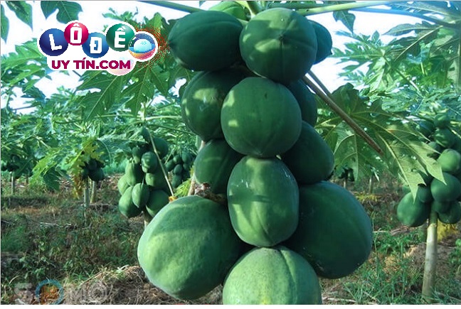 Điềm báo mơ thấy quả đu đủ có ý nghĩa gì 1