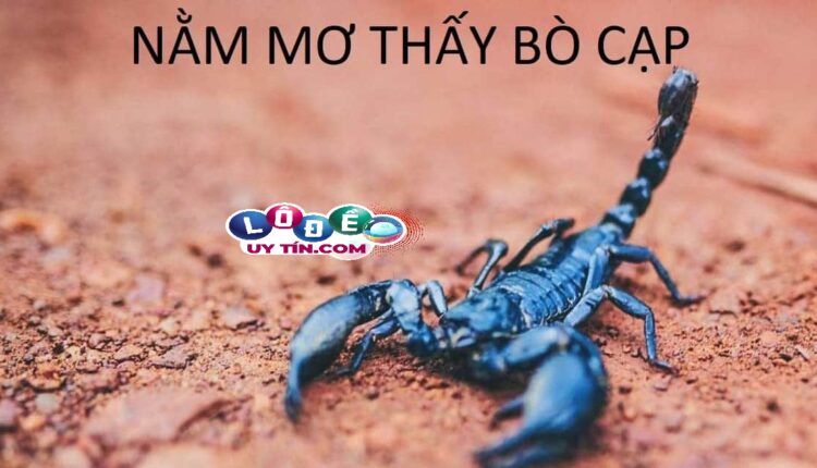 Nằm mơ thấy bò cạp có ý nghĩa gì? Đánh số gì rực rỡ? 2 Nằm mơ thấy bò cạp có ý nghĩa gì? Đánh số gì rực rỡ