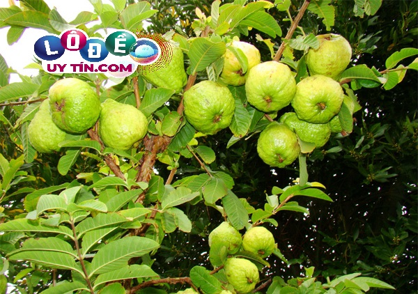 Giải mã giấc mơ thấy quả ổi đánh số gì? Điềm báo lành hay dữ 1