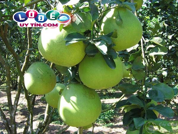 Giải mã giấc mơ thấy quả bưởi có ý nghĩa gì 1