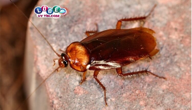 Mơ thấy con gián đánh con gì và các con số may mắn trong sổ mơ