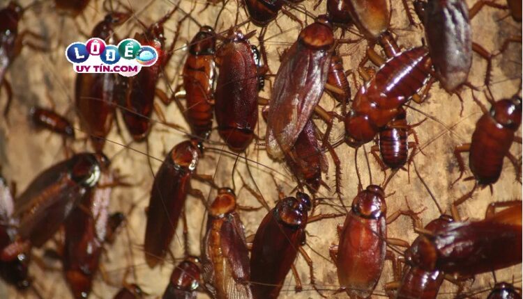 Mơ thấy đàn gián đánh con gì và ý nghĩa trong giải mã giấc mơ