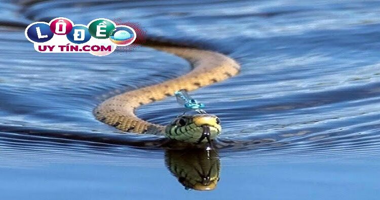 Nằm mơ thấy rắn đuổi đánh con gì, là điềm tốt hay xấu