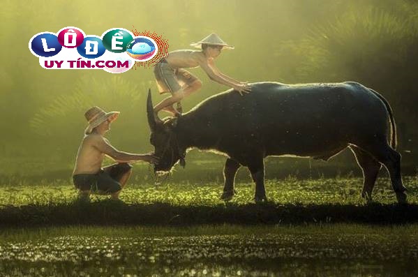 Mơ thấy trâu đánh số gì, là điềm lành hay dữ? 3 Mơ thấy trâu đánh số gì - điềm báo về con trâu trong giấc mơ