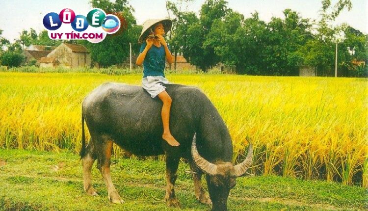 Nằm mơ về quê đánh con gì, là điềm báo gì? 3 Nằm mơ về quê đánh con gì, là điềm báo gì 2