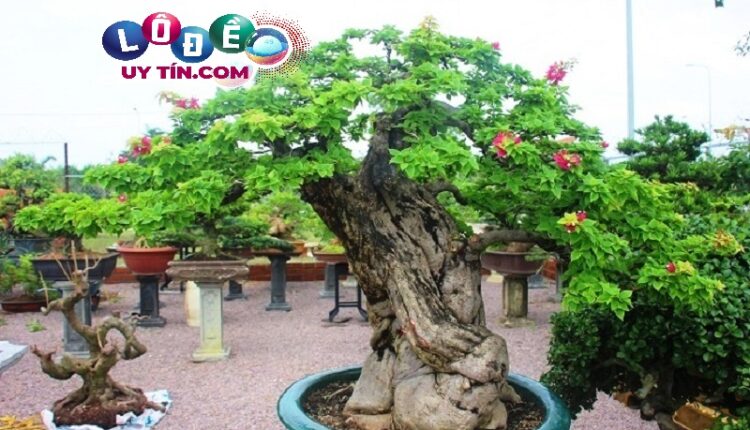 Giải mã nằm mơ thấy cây cảnh là điềm báo gì 3