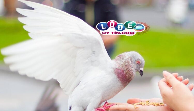 Mơ thấy chim bồ câu là điềm báo tốt hay xấu, nên đánh đề gì 1