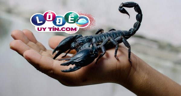 Nằm mơ thấy bò cạp có ý nghĩa gì? Đánh số gì rực rỡ? 3 Nằm mơ thấy bò cạp có ý nghĩa gì? Đánh số gì rực rỡ 1