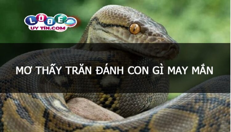 Mơ thấy con trăn đánh số gì? Điềm báo mơ thấy trăn 1
