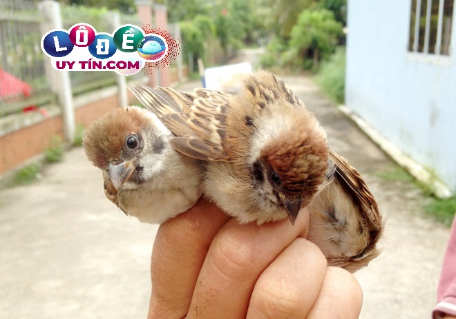 Nằm mơ thấy bắt được chim là điềm gì, đánh con gì?
