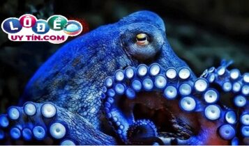 Nằm mơ thấy bạch tuộc - Nằm mơ thấy bạch tuộc đánh con gì 2
