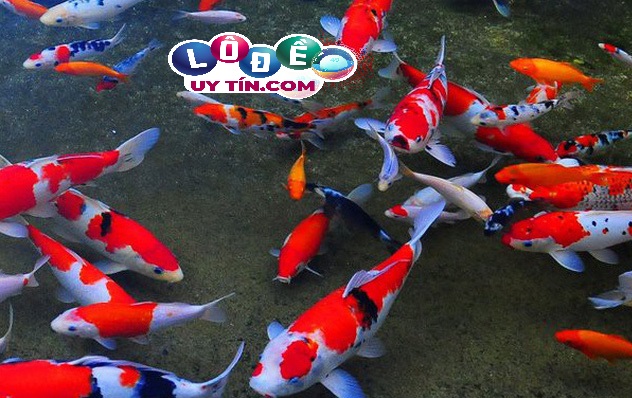 Điểm báo nằm mơ thấy cá koi là gì, đánh con gì - một đàn cá Koi bơi dưới nước