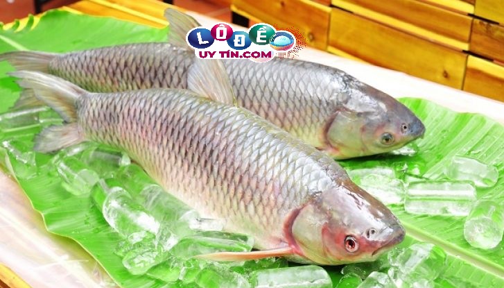 Mơ thấy cá chép đánh con gì, là điềm báo gì