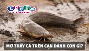 Nằm mơ thấy cá là điềm báo gì? Mơ thấy cá đánh đề con gì?