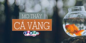Mơ thấy cá vàng có ý nghĩa gì, đánh con gì?