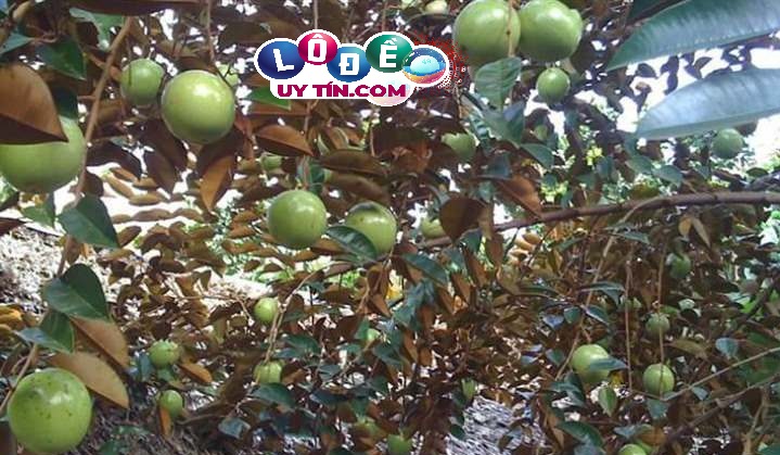 Giải mã nằm mơ thấy cây vú sữa điềm gì, đánh con gì 1