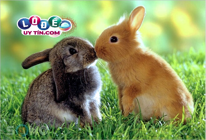 Chiêm bao mơ thấy thỏ báo hiệu điều gì