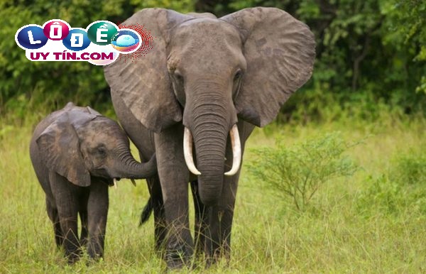 Ngủ mơ thấy voi là điềm báo gì? Chiêm bao về loài vật to lớn 3 Ngủ mơ thấy voi là điềm báo gì? Chiêm bao về loài vật to lớn 2