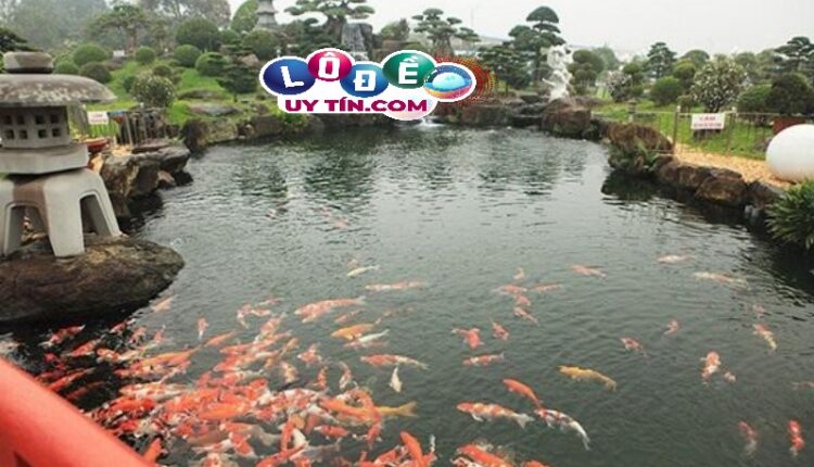 Giải mã nằm mơ thấy hồ cá là tốt hay xấu? Nên đánh con gì? 3 Giải mã nằm mơ thấy hồ cá là tốt hay xấu? Nên đánh con gì 1