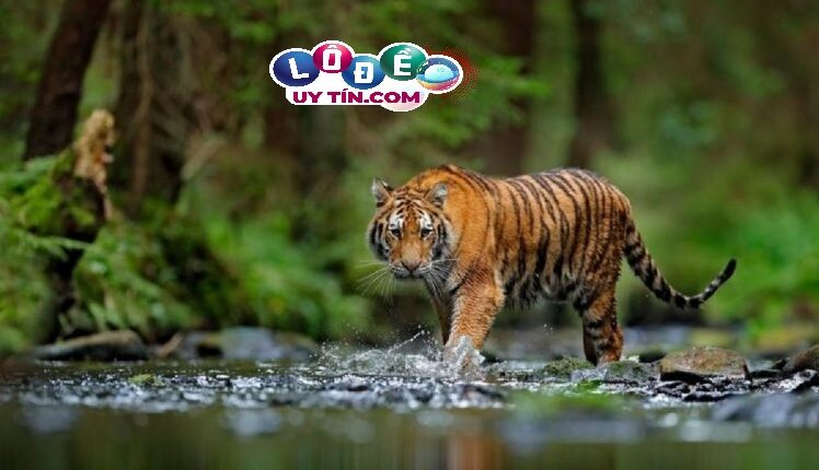 Nằm mơ thấy con hổ có ý nghĩa gì, nên đánh con gì 2