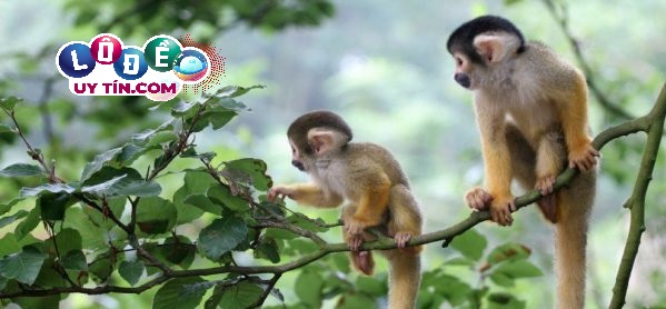 Nằm mơ thấy khỉ có ý nghĩa gì, đánh số mấy dễ trúng? 3 Nằm mơ thấy khỉ có ý nghĩa gì, đánh số mấy dễ trúng 1