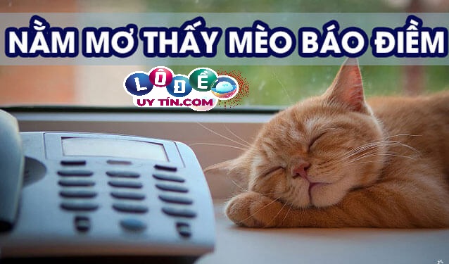 Mơ thấy mèo tốt hay xấu, đánh lô đề con gì? 2 Mơ thấy mèo tốt hay xấu, đánh lô đề con gì