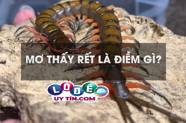 Giải mã giấc mơ thấy rết đánh con gì? Chốt số gì chuẩn xác? 2 Giải mã giấc mơ thấy rết đánh con gì? Chốt số gì chuẩn xác