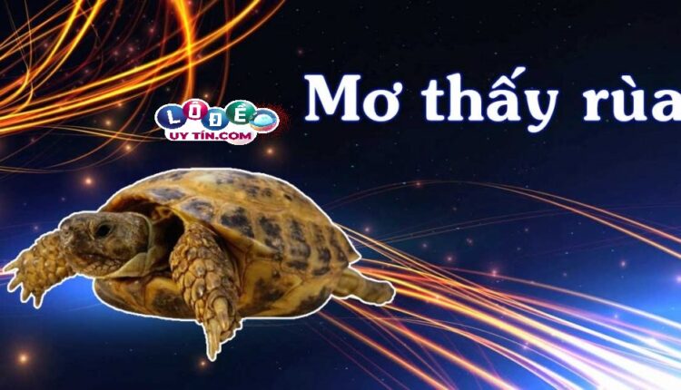 Mơ thấy rùa đánh số gì, có điềm gì không? 3 Mơ thấy rùa đánh số gì, có điềm gì không 1