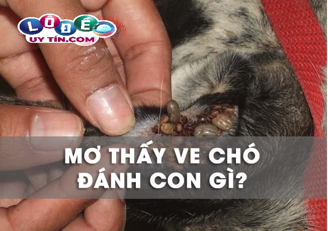 Mơ thấy ve chó là điềm báo gì, nên đánh con số gì? 2 Mơ thấy ve chó là điềm báo gì, nên đánh con số gì