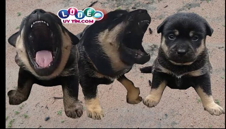 Mơ thấy chó đen, chó mực là điềm gì 2