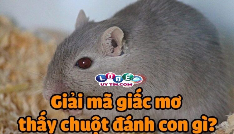 Mơ thấy chuột đánh số gì, mang điềm báo gì