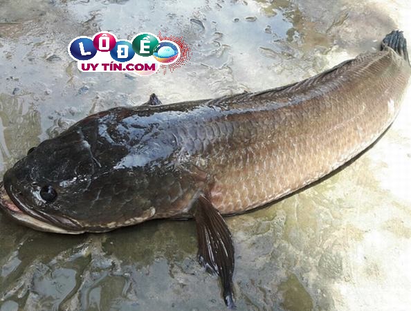 Mơ thấy cá trên cạn báo hiệu gặp trục trặc trong công việc - mơ thấy cá trên cạn