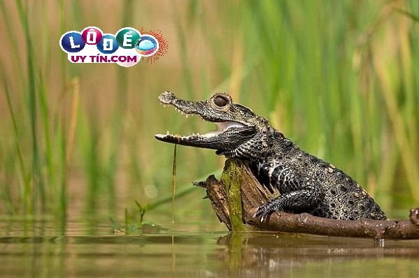 Mơ thấy cá sấu báo điềm nguy hiểm? Đánh con gì 1