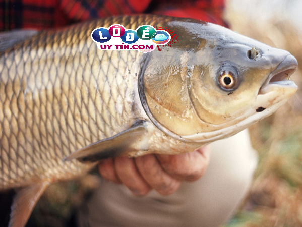 Giải mã giấc mơ thấy ăn cá - Mơ thấy ăn cá nên đánh con gì 1