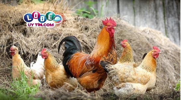 Mơ thấy gà rừng đánh con gì - Bật mí những cặp số may mắn theo sổ mơ