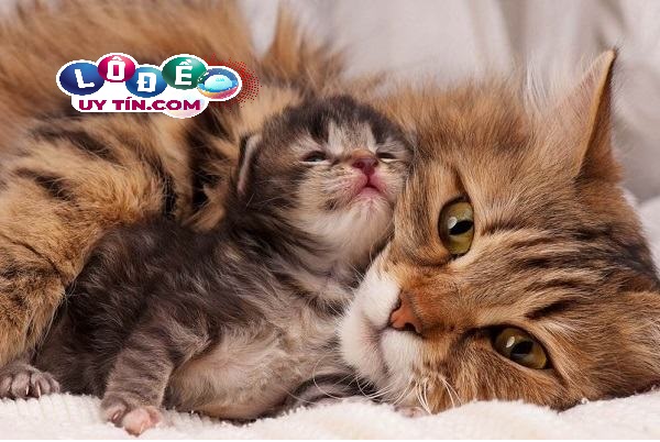 Mơ thấy mèo đẻ là điềm xấu hay tốt, đánh con gì 1