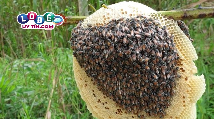 Nằm mơ thấy ong có ý nghĩa gì? Giải mã giấc mơ thấy ong 3 Nằm mơ thấy ong có ý nghĩa gì? Giải mã giấc mơ thấy ong