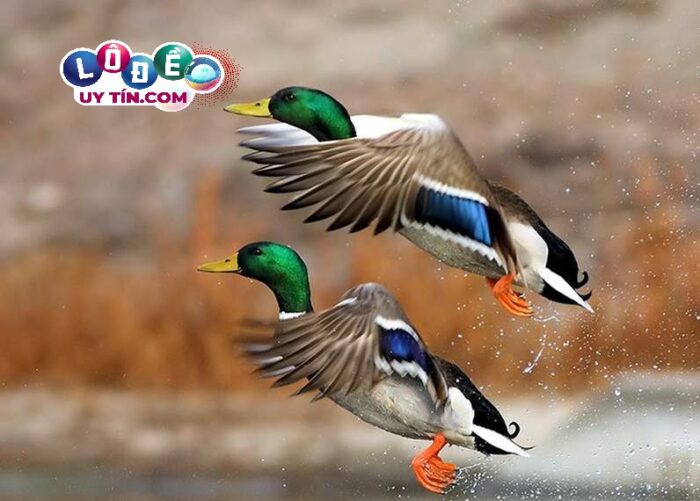 Giải mã giấc mơ thấy vịt trời: Nằm mơ thấy vịt trời đánh con gì?