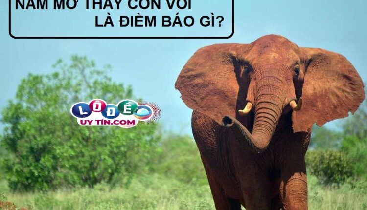Ngủ mơ thấy voi là điềm báo gì? Chiêm bao về loài vật to lớn 2 Ngủ mơ thấy voi là điềm báo gì? Chiêm bao về loài vật to lớn