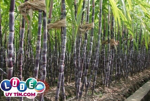 Nằm mơ thấy cây mía là điềm báo gì, đánh con gì? 2 Nằm mơ thấy cây mía là điềm báo gì, đánh con gì