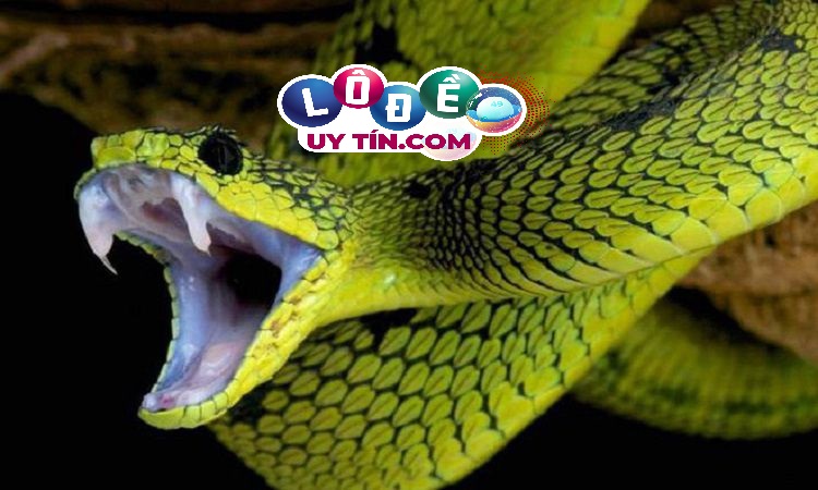 Mơ thấy rắn vào nhà đánh con gì, là điềm báo gì