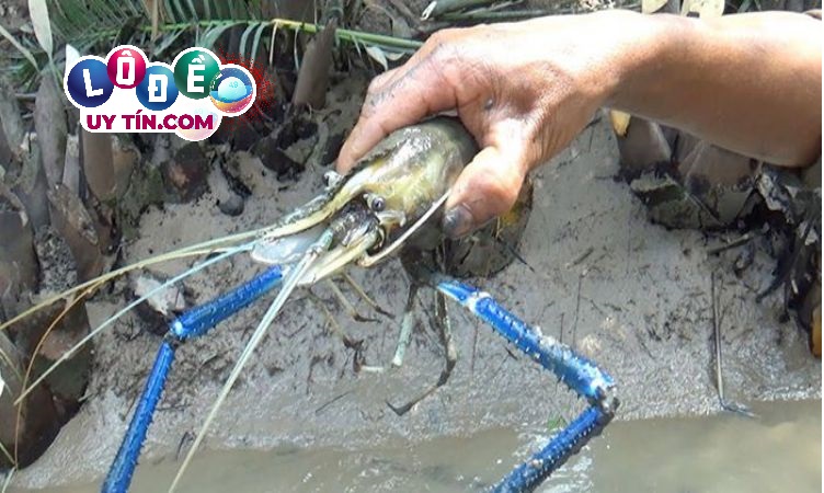 Mơ thấy con tôm đánh lô đề con gì dễ trúng, là điềm gì? 3 Mơ thấy con tôm đánh lô đề con gì dễ trúng, giải mã giấc mơ bắt tôm