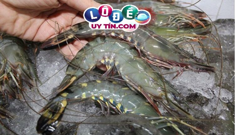 Mơ thấy con tôm đánh lô đề con gì dễ trúng, là điềm gì? 4 Mơ thấy con tôm đánh lô đề con gì dễ trúng, chiêm bao thấy bắt tôm soi cầu số mấy